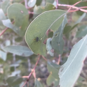 Araneus talipedatus at Jerrabomberra, NSW - 8 Oct 2021