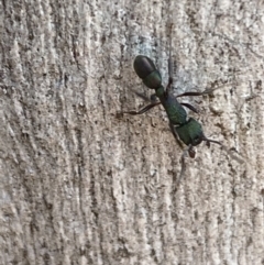 Rhytidoponera metallica (Greenhead ant) at QPRC LGA - 8 Oct 2021 by Steve_Bok