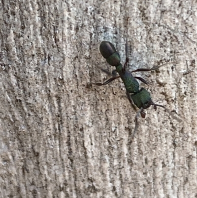 Rhytidoponera metallica (Greenhead ant) at Jerrabomberra, NSW - 8 Oct 2021 by SteveBorkowskis