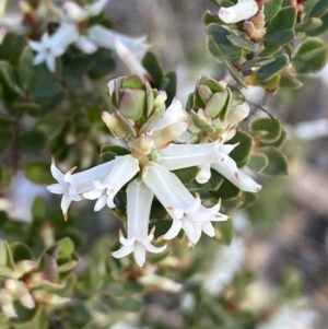 Brachyloma daphnoides at Jerrabomberra, NSW - 8 Oct 2021