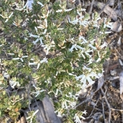 Brachyloma daphnoides at Jerrabomberra, NSW - 8 Oct 2021