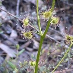 Drosera auriculata (Tall Sundew) at Jerrabomberra, NSW - 8 Oct 2021 by SteveBorkowskis