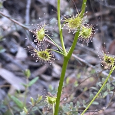 Drosera auriculata (Tall Sundew) at Jerrabomberra, NSW - 8 Oct 2021 by SteveBorkowskis