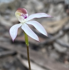 Caladenia moschata (Musky Caps) at Jerrabomberra, NSW - 8 Oct 2021 by SteveBorkowskis