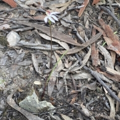 Caladenia moschata at Jerrabomberra, NSW - 8 Oct 2021
