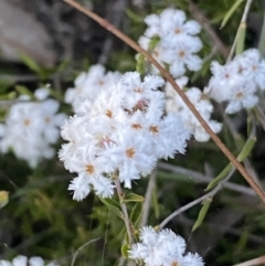 Leucopogon virgatus (Common Beard-heath) at Jerrabomberra, NSW - 8 Oct 2021 by SteveBorkowskis