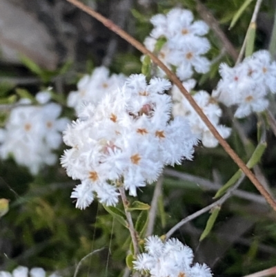 Leucopogon virgatus (Common Beard-heath) at Mount Jerrabomberra QP - 8 Oct 2021 by Steve_Bok