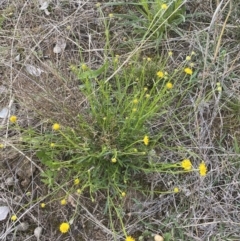 Calotis lappulacea (Yellow Burr Daisy) at Jerrabomberra, NSW - 8 Oct 2021 by SteveBorkowskis