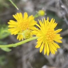 Calotis lappulacea at Jerrabomberra, NSW - 8 Oct 2021