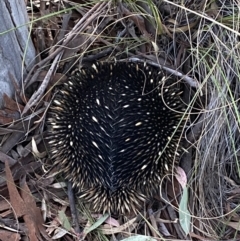 Tachyglossus aculeatus (Short-beaked Echidna) at Jerrabomberra, NSW - 8 Oct 2021 by SteveBorkowskis