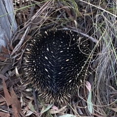 Tachyglossus aculeatus (Short-beaked Echidna) at Jerrabomberra, NSW - 8 Oct 2021 by Steve_Bok