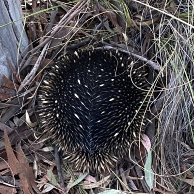 Tachyglossus aculeatus (Short-beaked Echidna) at Mount Jerrabomberra QP - 8 Oct 2021 by Steve_Bok