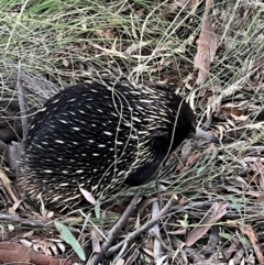 Tachyglossus aculeatus at Jerrabomberra, NSW - 8 Oct 2021 07:07 PM