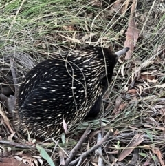 Tachyglossus aculeatus at Jerrabomberra, NSW - 8 Oct 2021 07:07 PM