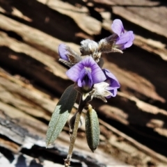 Hovea heterophylla (Common Hovea) at Mount Clear, ACT - 8 Oct 2021 by JohnBundock