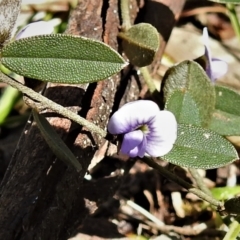 Hovea heterophylla (Common Hovea) at Mount Clear, ACT - 8 Oct 2021 by JohnBundock