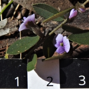 Hovea heterophylla at Mount Clear, ACT - 8 Oct 2021 10:55 AM