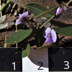 Hovea heterophylla at Mount Clear, ACT - 8 Oct 2021