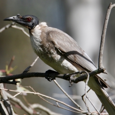 Philemon corniculatus (Noisy Friarbird) at Bells TSR - 6 Oct 2021 by PaulF