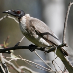 Philemon corniculatus (Noisy Friarbird) at Table Top, NSW - 6 Oct 2021 by PaulF