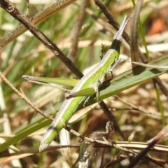 Keyacris scurra (Key's Matchstick Grasshopper) at Bullen Range - 8 Oct 2021 by HelenCross