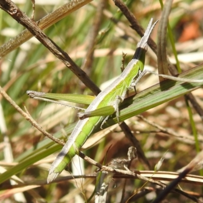 Keyacris scurra (Key's Matchstick Grasshopper) at Bullen Range - 8 Oct 2021 by HelenCross