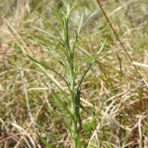 Keyacris scurra at Tuggeranong DC, ACT - 8 Oct 2021 01:51 PM