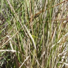 Keyacris scurra at Tuggeranong DC, ACT - 8 Oct 2021 01:51 PM