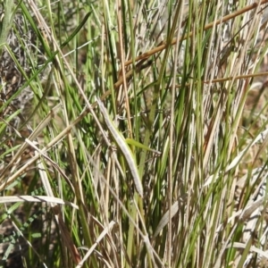 Keyacris scurra at Tuggeranong DC, ACT - 8 Oct 2021 01:51 PM