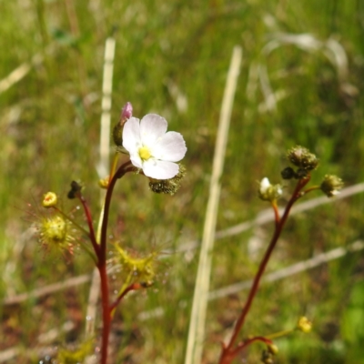 Drosera (genus) (A Sundew) at Kambah, ACT - 8 Oct 2021 by HelenCross