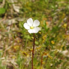 Drosera sp. at Kambah, ACT - 8 Oct 2021 01:25 PM