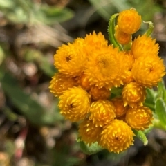 Chrysocephalum apiculatum (Common Everlasting) at Griffith Woodland - 28 Oct 2021 by AlexKirk