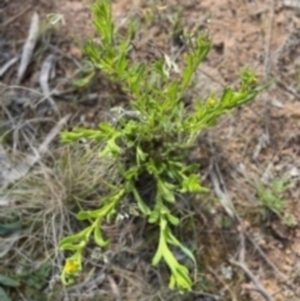 Chrysocephalum apiculatum at Griffith, ACT - 28 Oct 2021