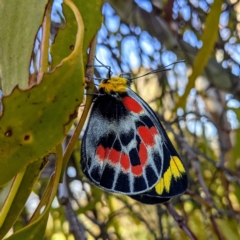 Delias harpalyce (Imperial Jezebel) at Lions Youth Haven - Westwood Farm A.C.T. - 7 Oct 2021 by HelenCross