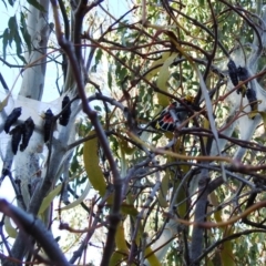 Delias harpalyce at Tuggeranong DC, ACT - suppressed