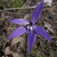 Glossodia major (Wax Lip Orchid) at Hawker, ACT - 8 Oct 2021 by pinnaCLE