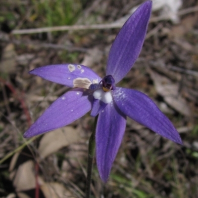 Glossodia major (Wax Lip Orchid) at The Pinnacle - 8 Oct 2021 by pinnaCLE