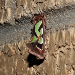Cosmodes elegans (Green Blotched Moth) at Wanniassa, ACT - 8 Oct 2021 by JohnBundock
