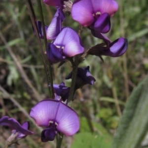 Swainsona sericea at Hawker, ACT - 8 Oct 2021