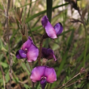 Swainsona sericea at Hawker, ACT - 8 Oct 2021