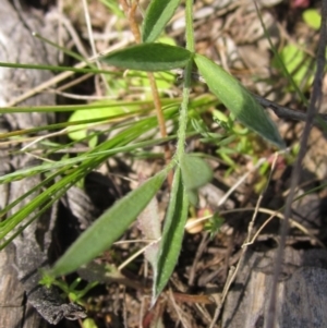 Swainsona sericea at Hawker, ACT - 8 Oct 2021