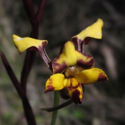 Diuris pardina (Leopard Doubletail) at The Pinnacle - 8 Oct 2021 by pinnaCLE