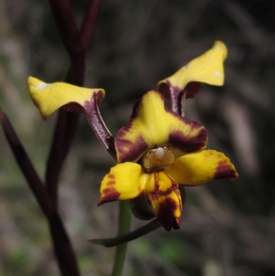 Diuris pardina (Leopard Doubletail) at Hawker, ACT - 8 Oct 2021 by pinnaCLE