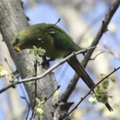 Polytelis swainsonii at Hawker, ACT - suppressed