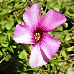 Oxalis articulata (Shamrock) at Mount Clear, ACT - 8 Oct 2021 by JohnBundock