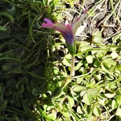Oxalis articulata at Mount Clear, ACT - 8 Oct 2021
