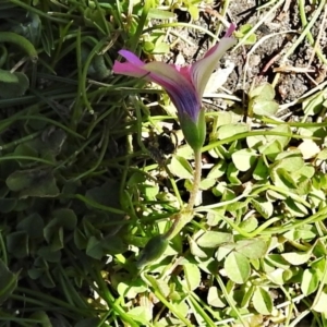 Oxalis articulata at Mount Clear, ACT - 8 Oct 2021