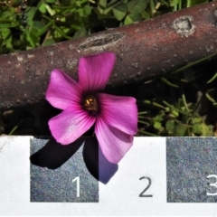 Oxalis articulata at Mount Clear, ACT - 8 Oct 2021