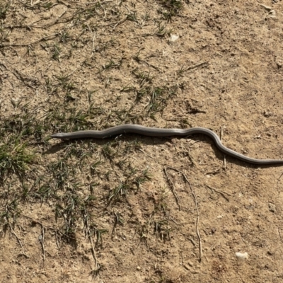 Lialis burtonis (Burton's Snake-lizard) at Wodonga - 8 Oct 2021 by Tar10rat