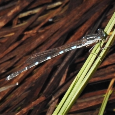 Austrolestes io (Iota Ringtail) at Namadgi National Park - 8 Oct 2021 by JohnBundock